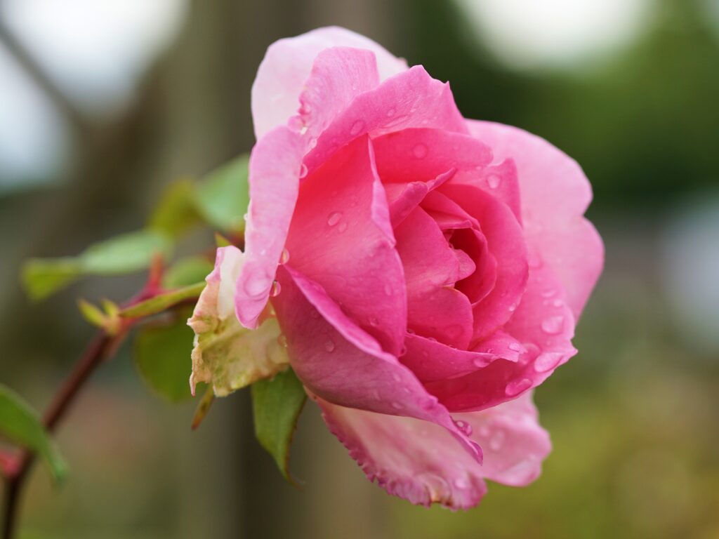 ROSE WATER